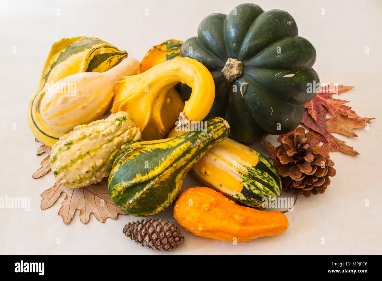 A still life of winter squash and ornamental gourds represents a bountiful harvest of nutritious foods Stock Photo