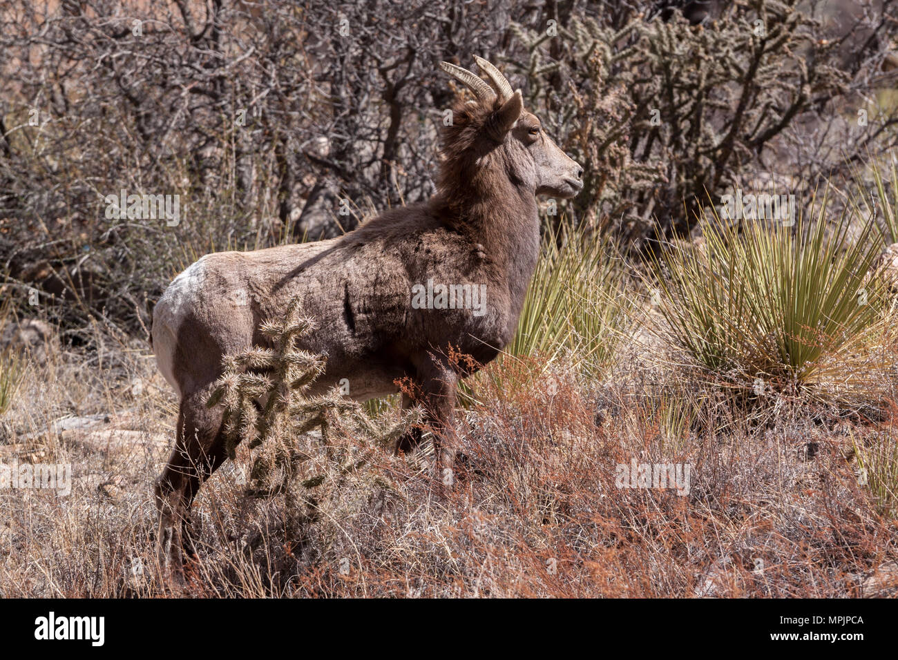 A desert bighorn sheep (Ovis canadensis ssp. nelsoni) pauses on a dry