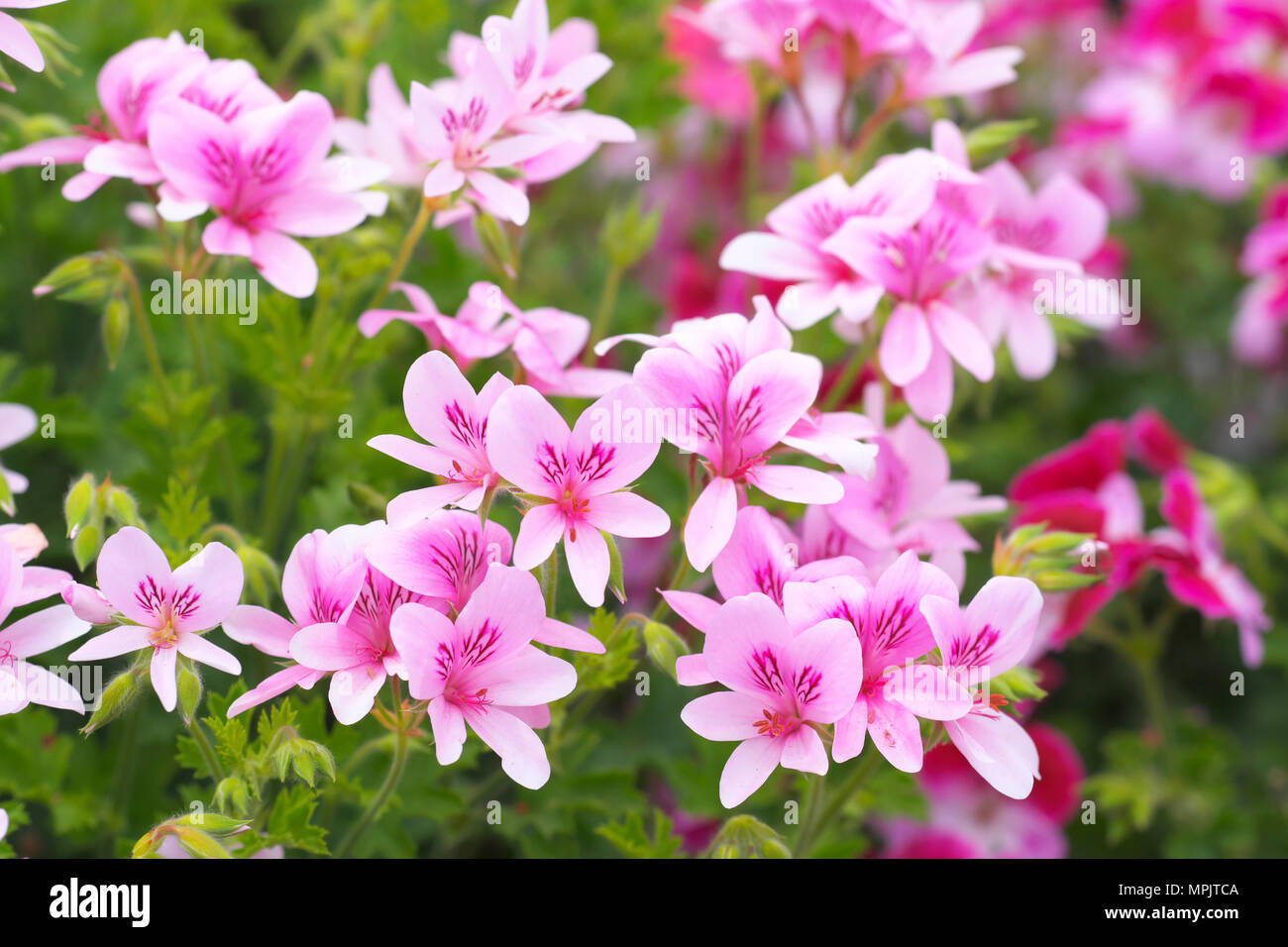 Pelargonium orange geranium hires stock photography and images Alamy