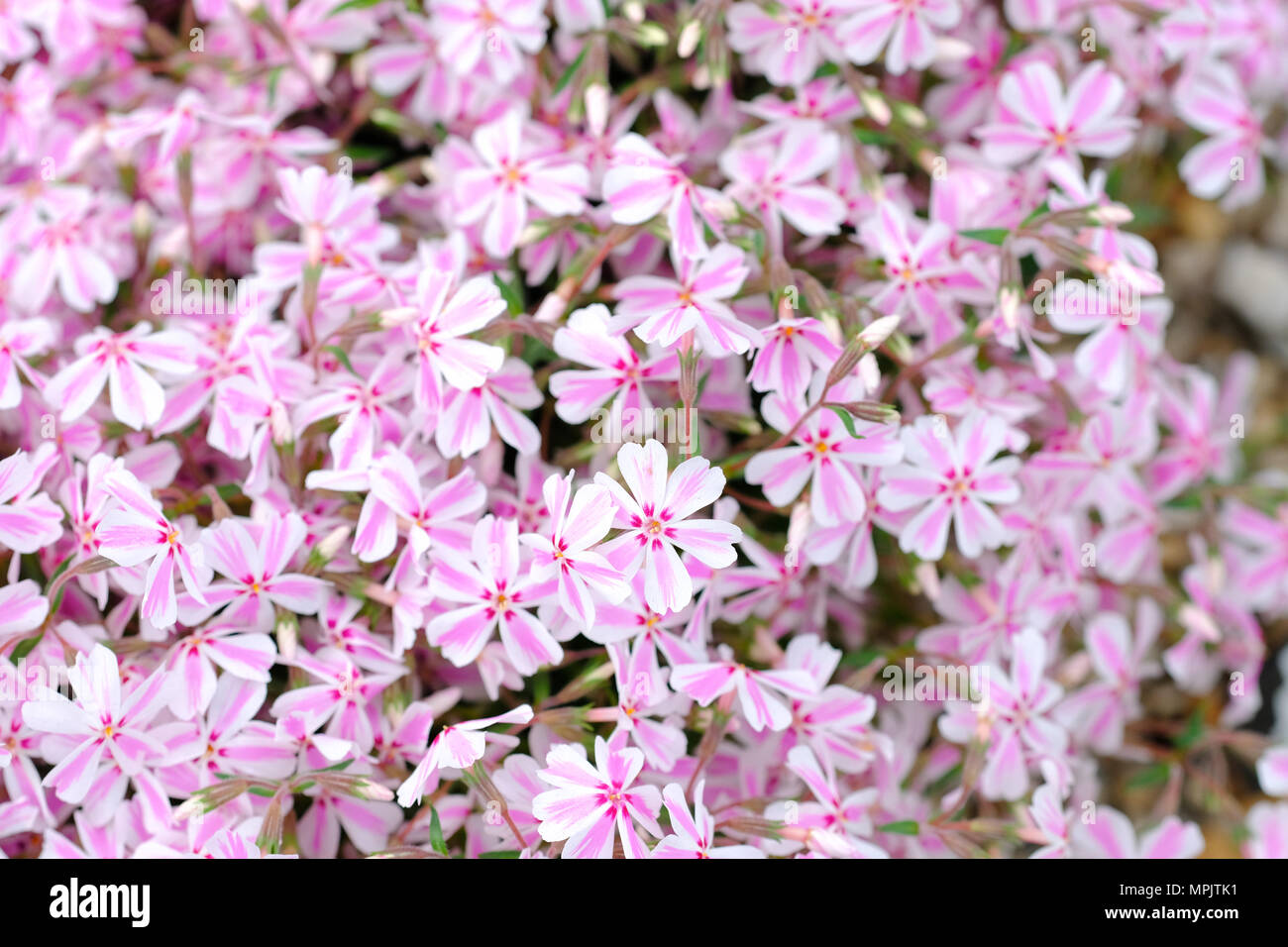 Phlox subulata Tamaongalei white and pink flowers Stock Photo