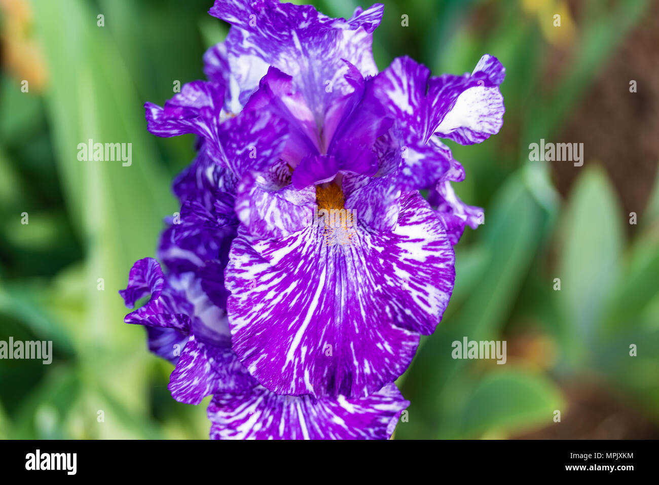 a violet bearded iris blossom in the spring morning light Stock Photo