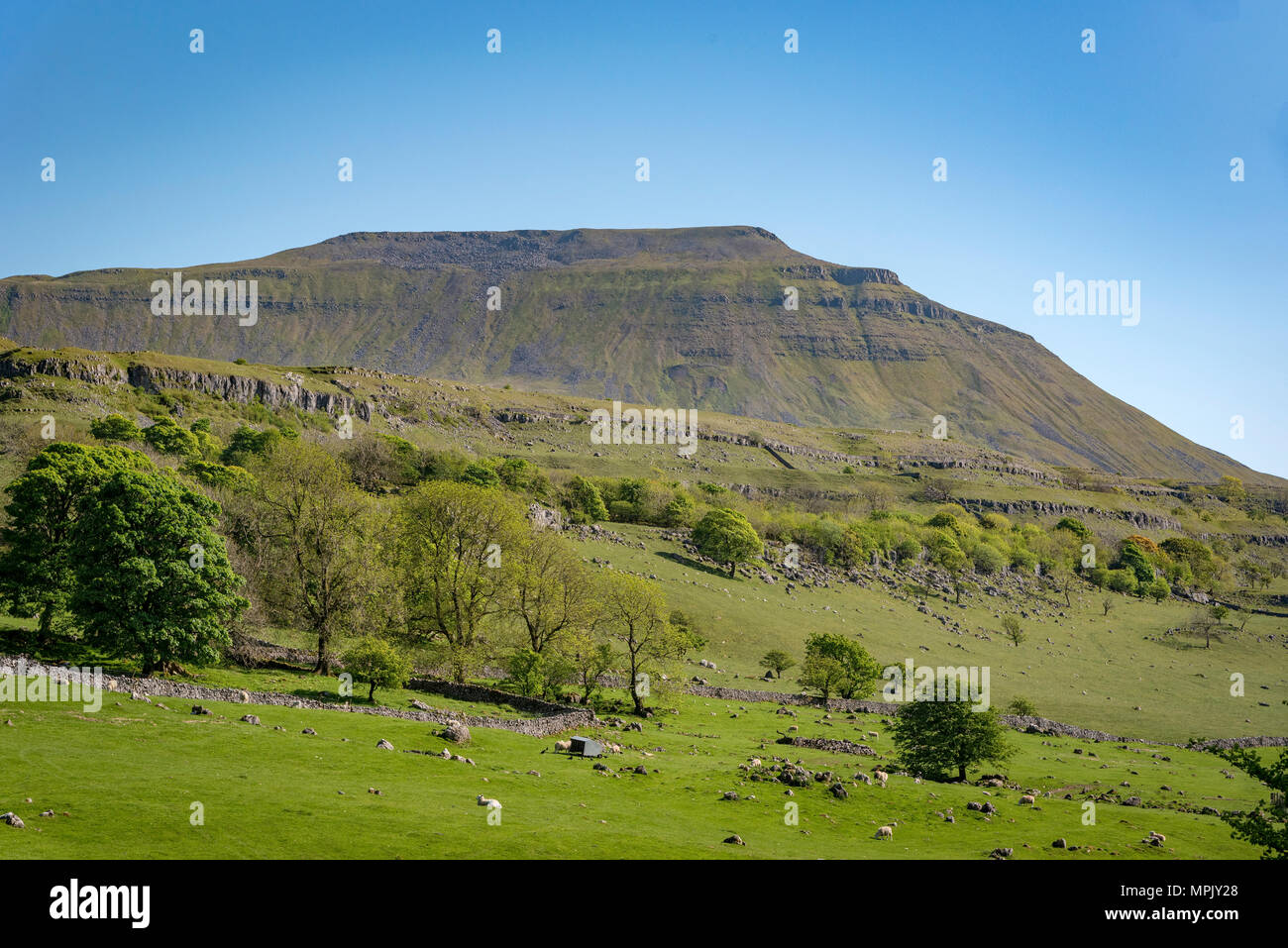 Ingleborough. The second-highest mountain in the Yorkshire Dales. It is one of the Yorkshire Three Peaks Stock Photo