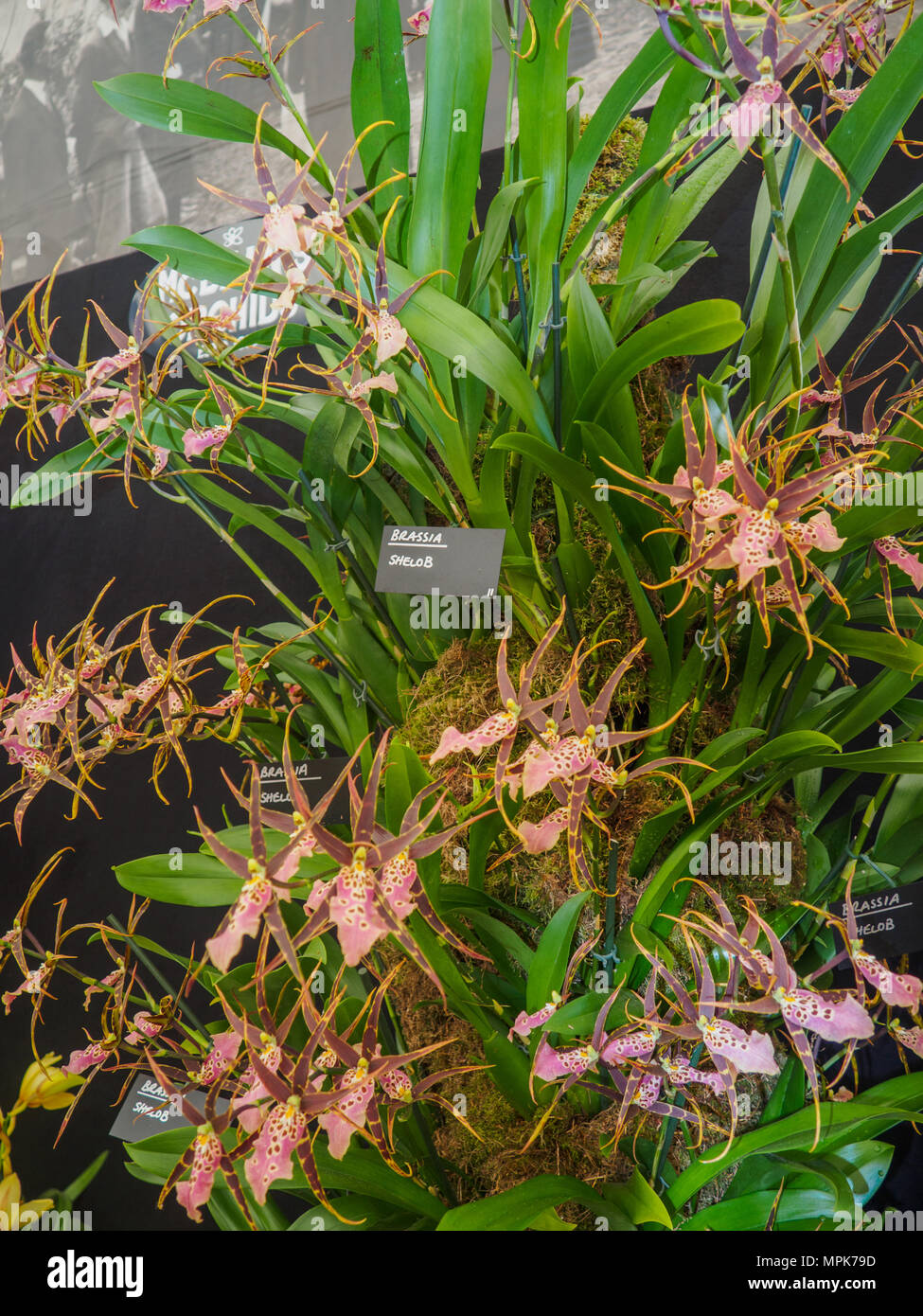 RHS Chelsea Flower Show 2017. A Brassia Shelob orchids display. Stock Photo