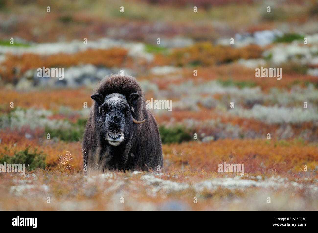Musk ox in a autumn tundra, indian summer, (ovibos moschatus), dovrefjell, norway Stock Photo