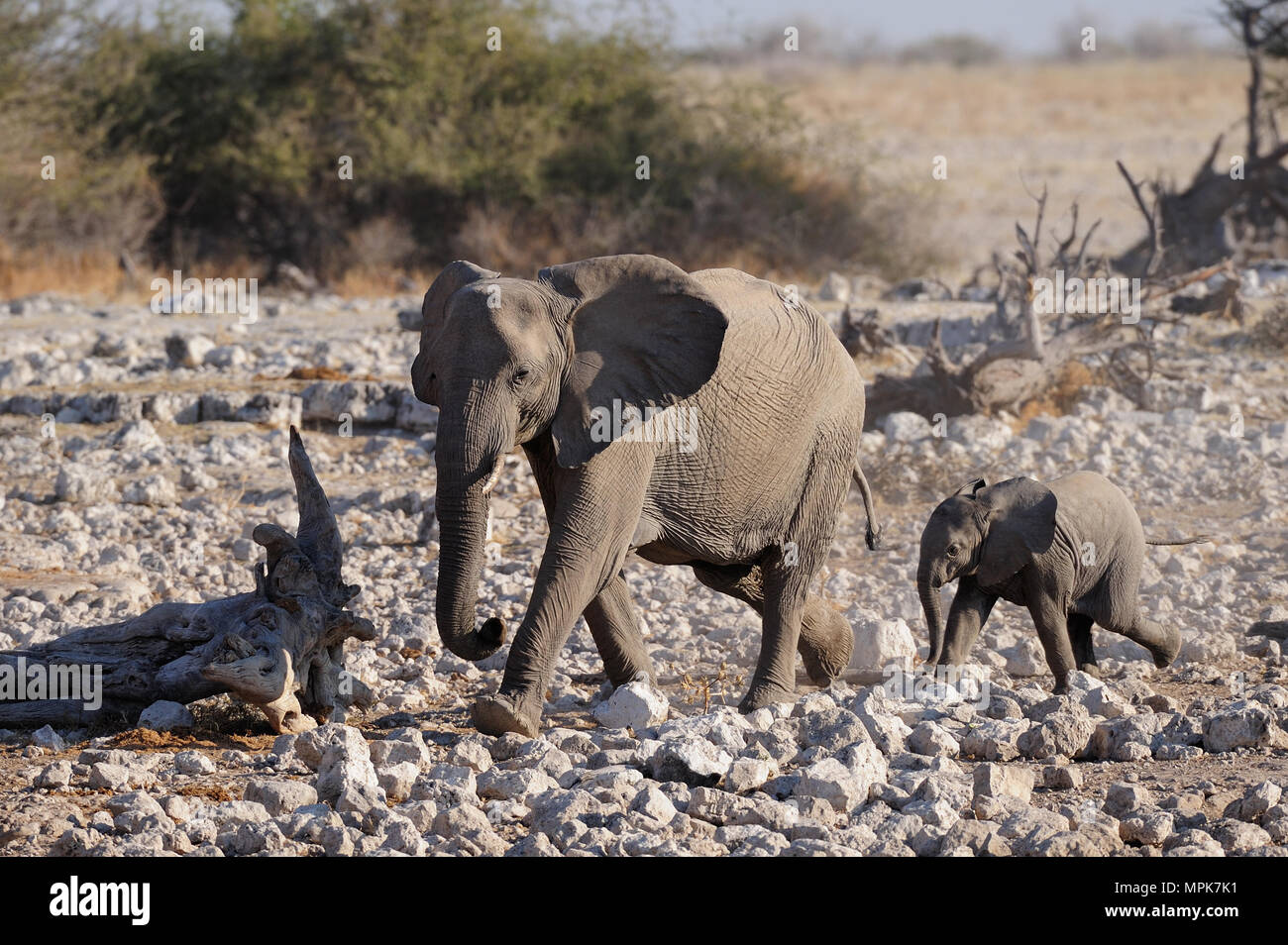 Elephant mother with calf, (loxodonta africana), etosha nationalpark, namibia Stock Photo