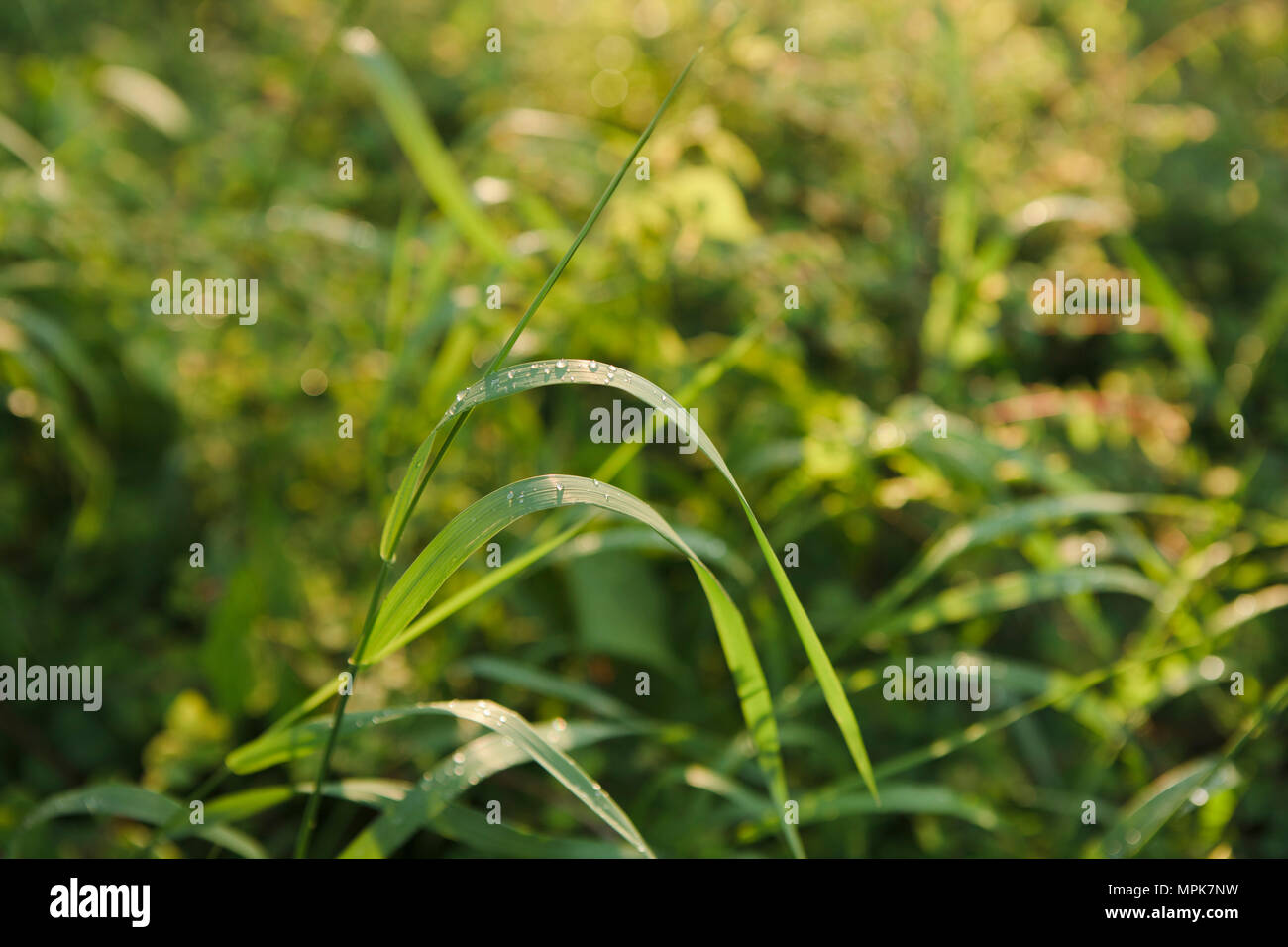 close-up grass after spring rain Stock Photo