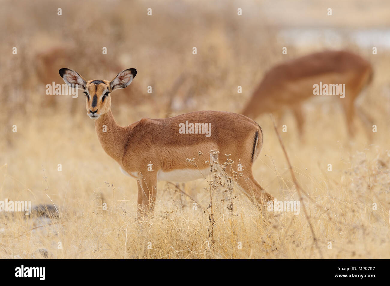 Curious Impala High Resolution Stock Photography and Images - Alamy
