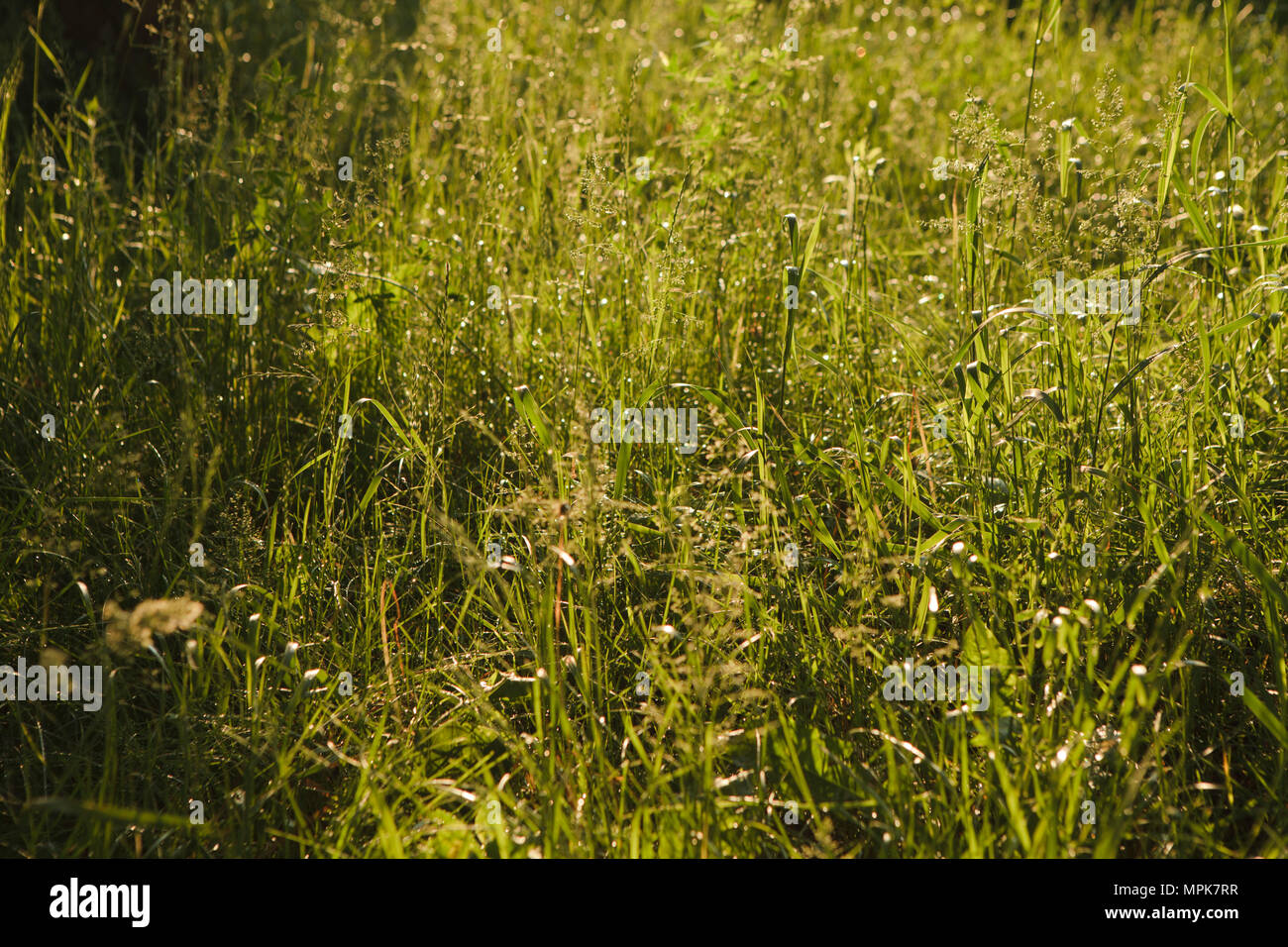 european meadow in stron spring sun evening time Stock Photo
