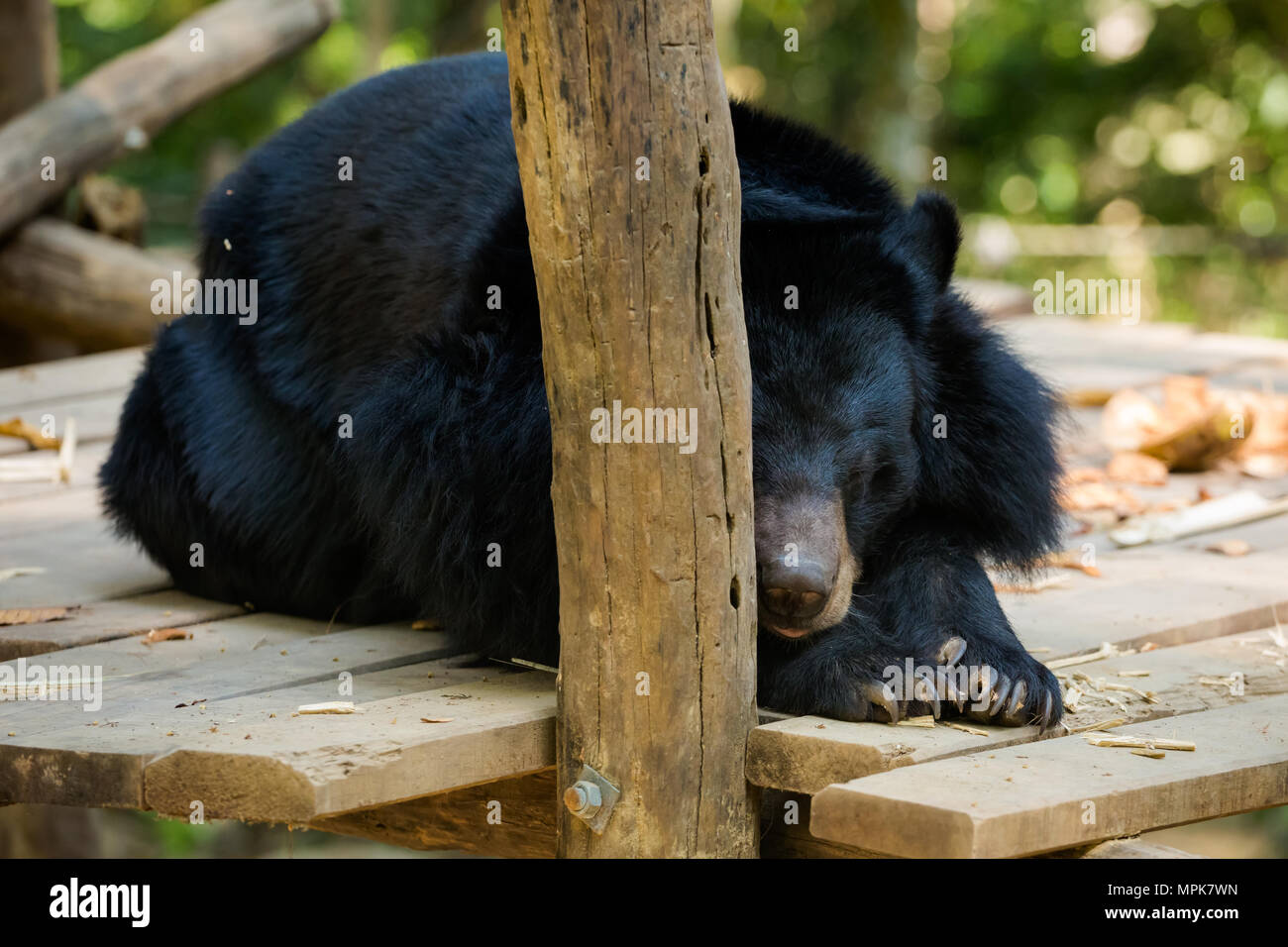 Wild bear rescue centre in national park kuang si waterfall close to Luang Prabang in north Laos. Fauna of south east Asia. Stock Photo