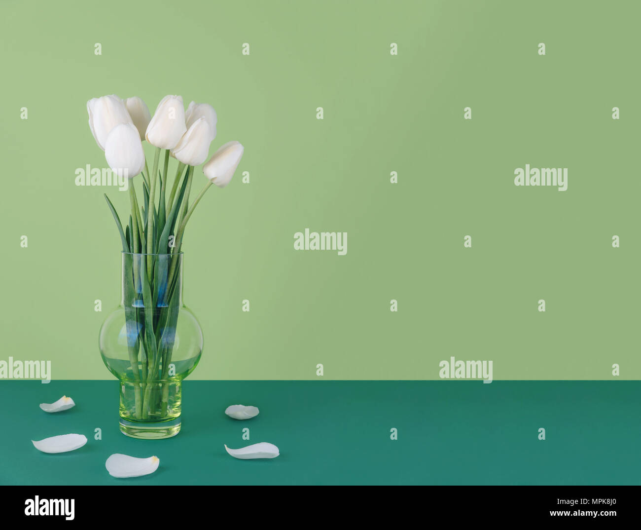 White tulips in a vase on a green background with copy space Stock