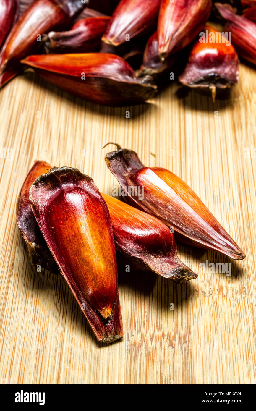 Araucaria nuts, known in Brazil as Pinhao, an edible seed of Araucaria