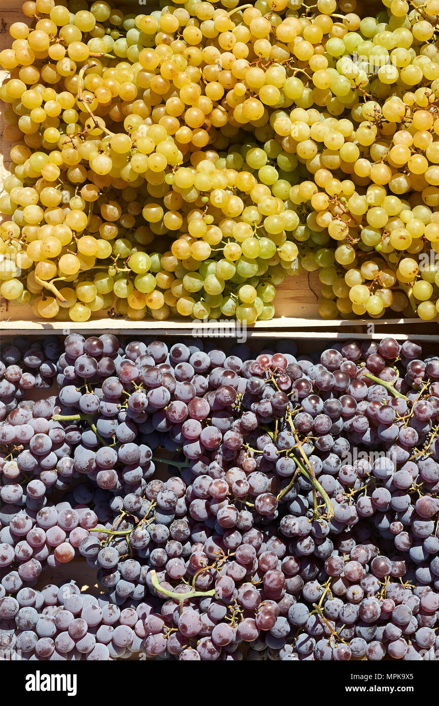 two crates of grapes Stock Photo - Alamy