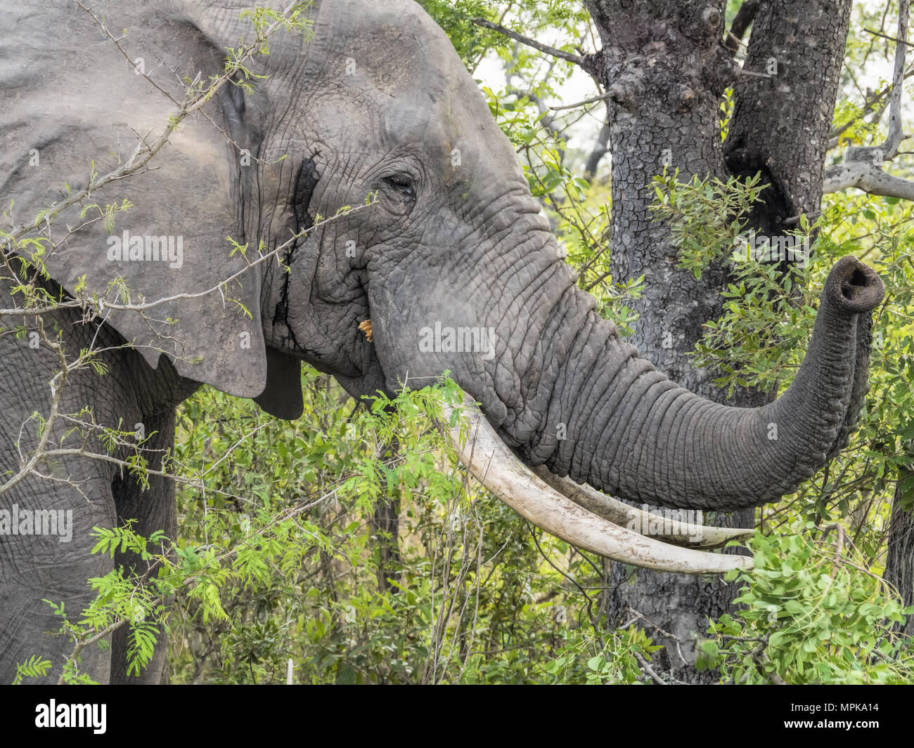 Bull African Elephant Loxodonta africana in musth in South Africa Stock Photo