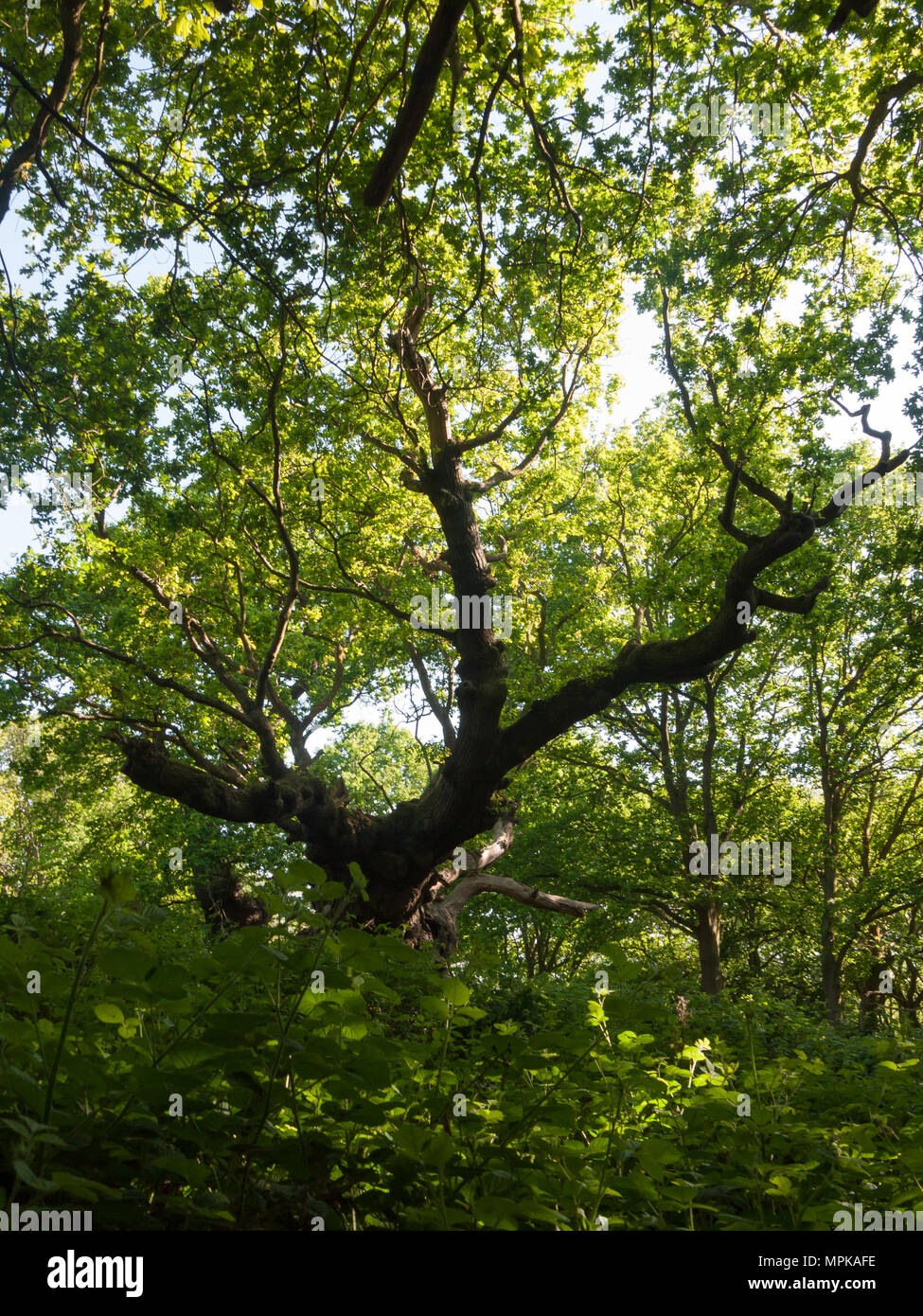large oak tree trunk side view inside forest canopy overheard ...