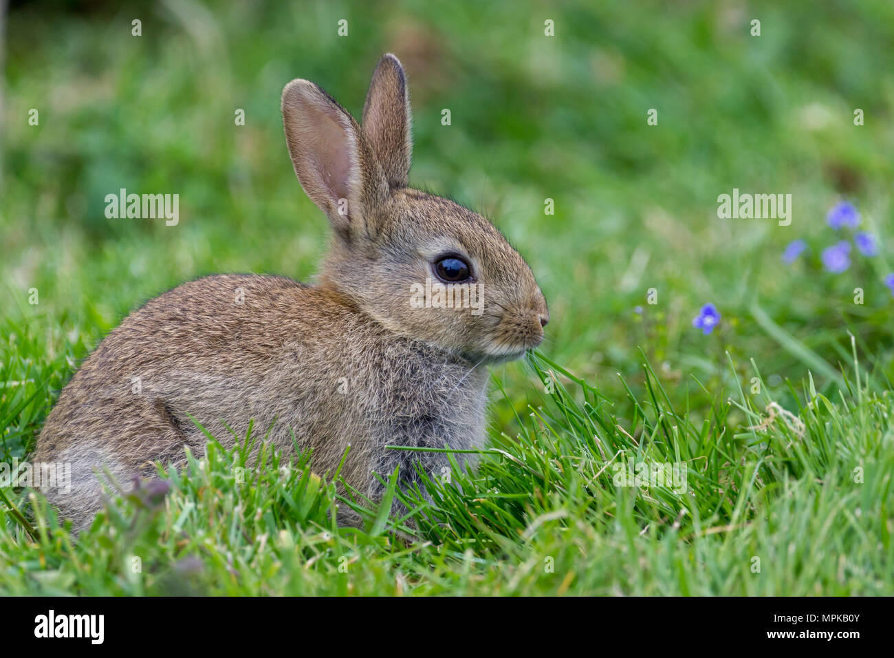 Wild Rabbits in the English countrside Stock Photo Alamy