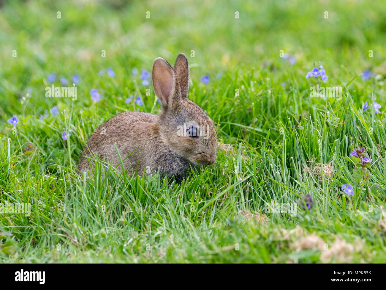 Wild Rabbits in the English countrside Stock Photo Alamy