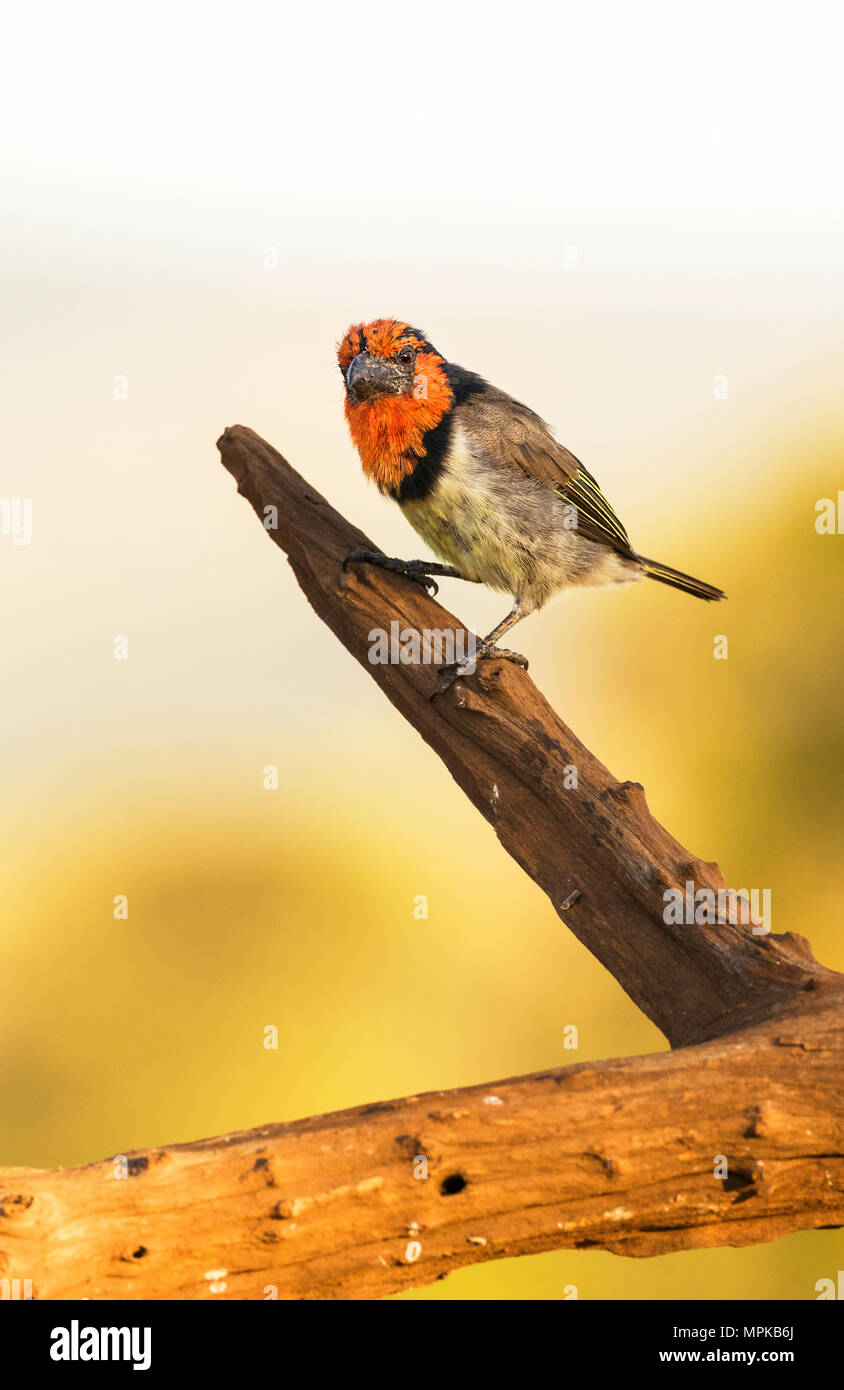 Black-collared Barbet perched on a branch Stock Photo