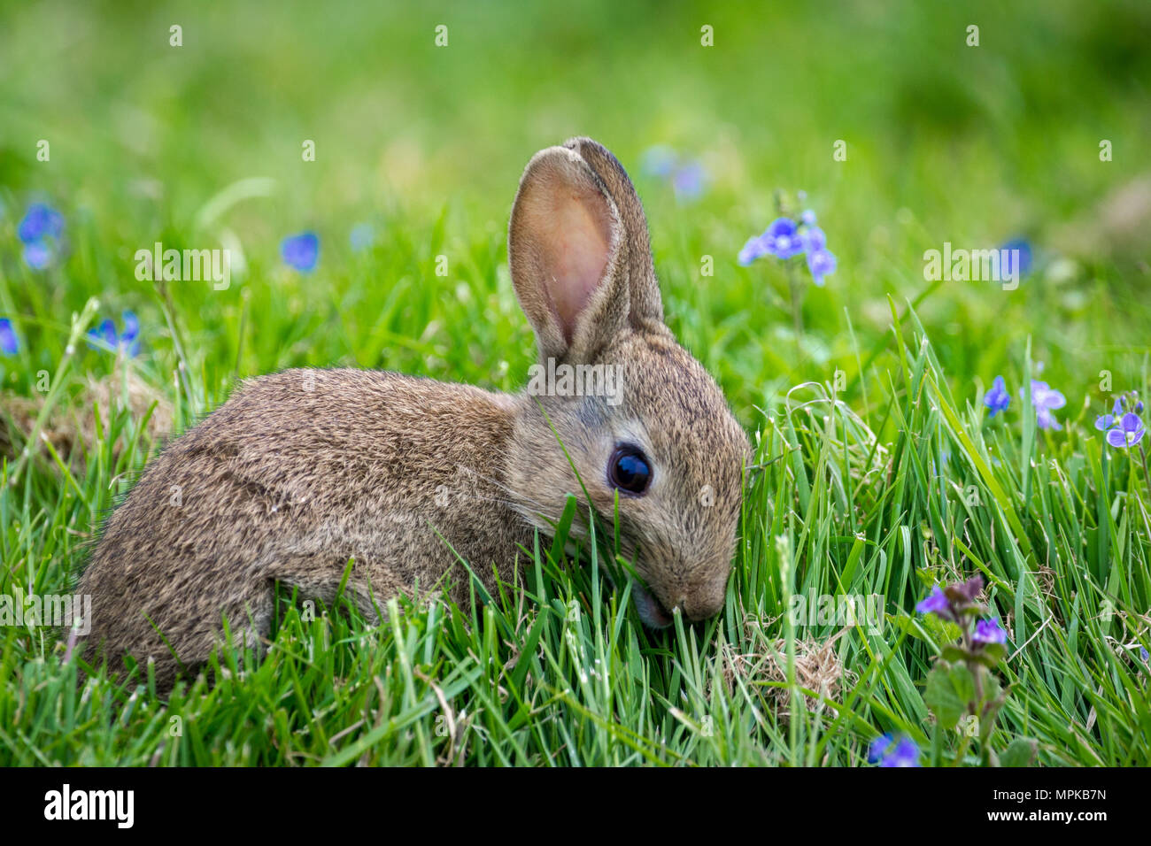Wild Rabbits in the English countrside Stock Photo Alamy