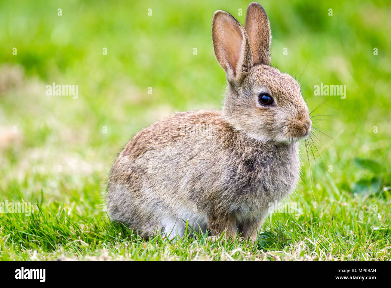 Wild Rabbits in the English countrside Stock Photo Alamy