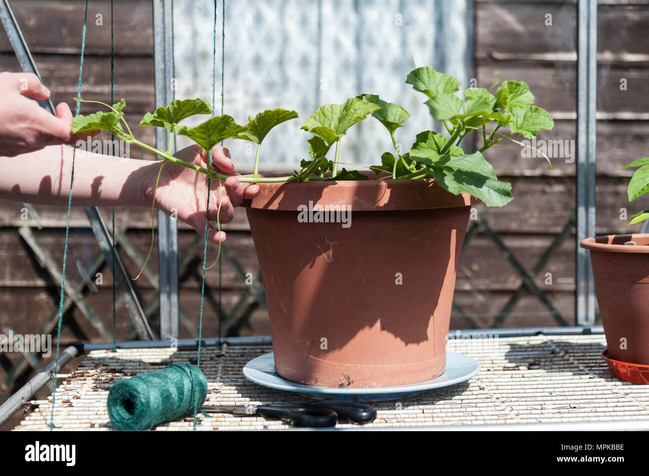 Young Canteloupe melon 'charentais' plant being trained to grow up Stock Photo