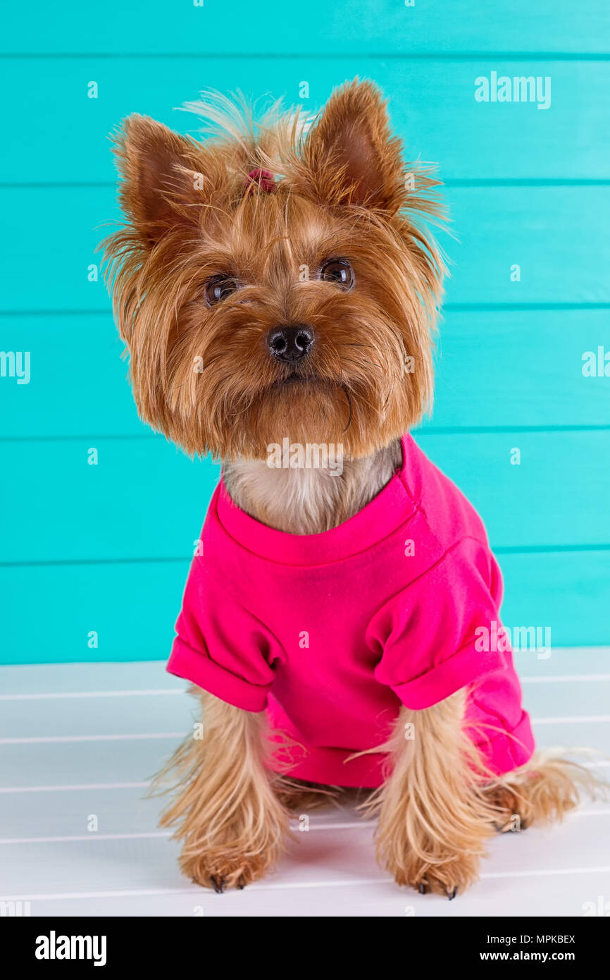 Yorkshire terrier in a pink shirt on a background of blue wall Stock Photo