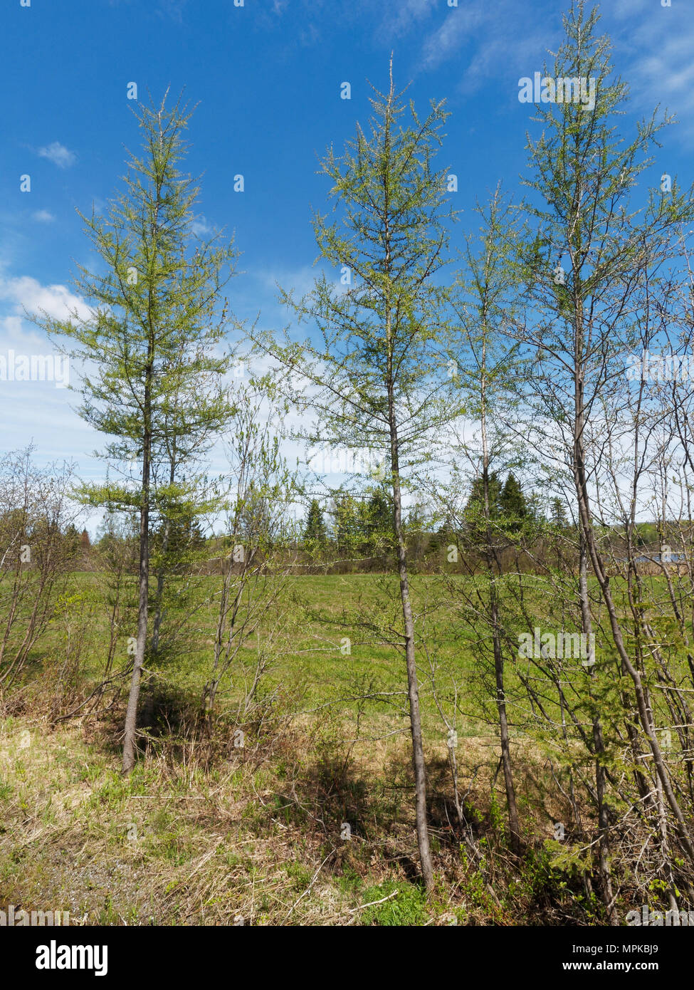 Quebec,Canada.Three young Tamarack pine trees Stock Photo
