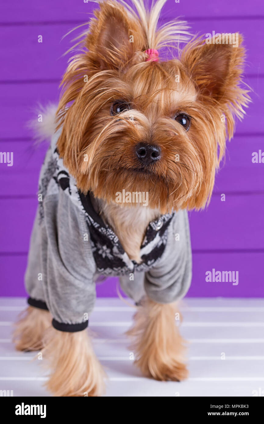 Funny Yorkshire Terrier in overall staying on purple background Stock