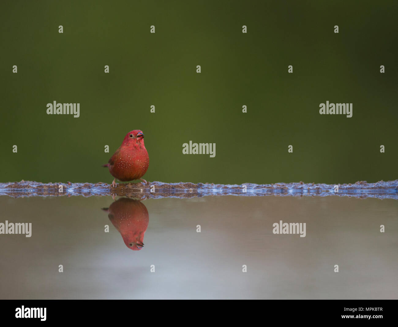 Jameson's Firefinch at a drinking pool with reflection and clean background Stock Photo