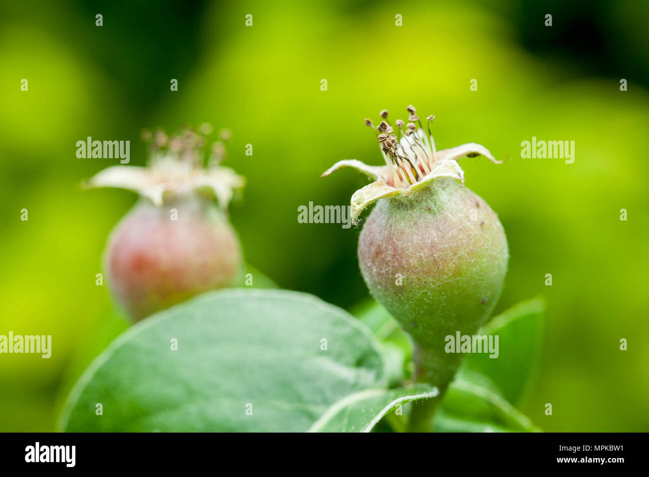 fresh growing pears pyrus communis, beurré hardy Stock Photo