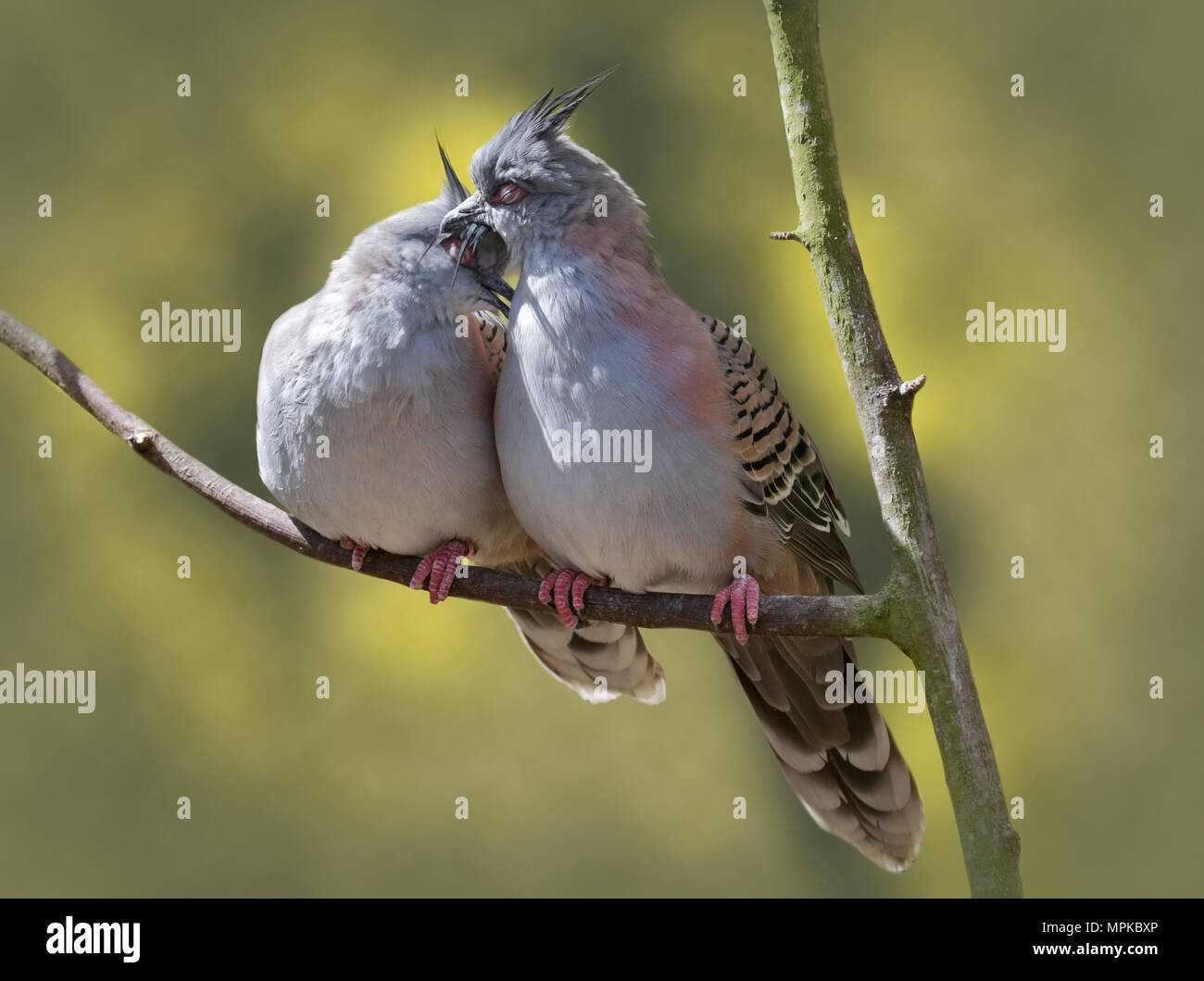 Pair of Crested Pigeons (ocyphaps lophotes) preening Stock Photo