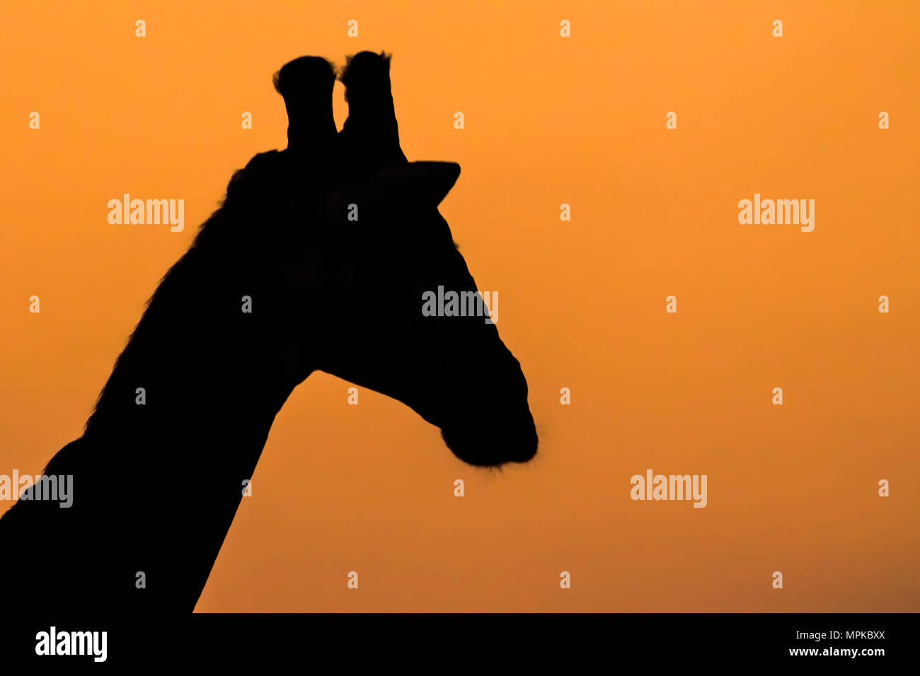 Giraffe head silhouette hi-res stock photography and images - Alamy