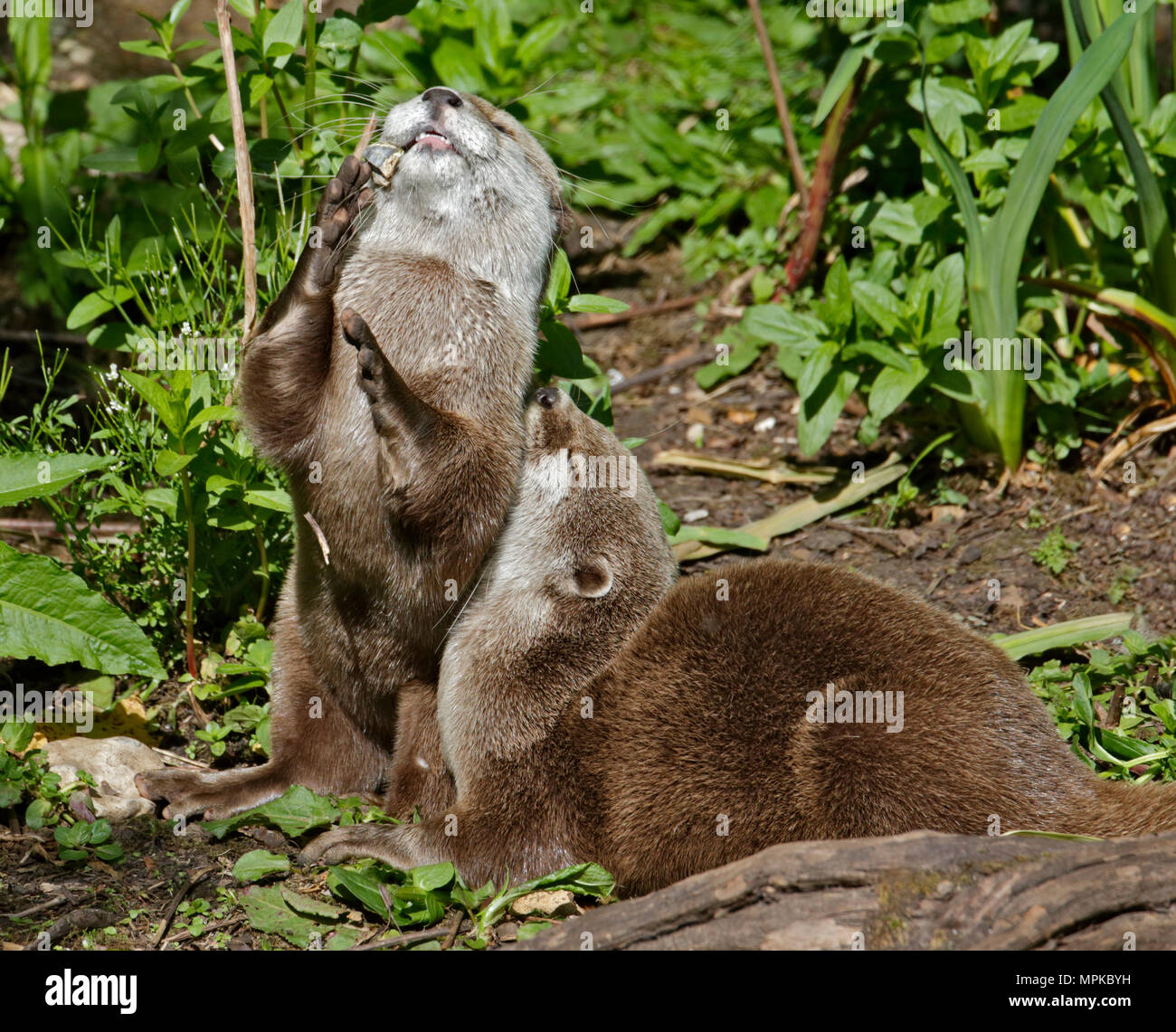 Small Clawed Otters (aonyx cinerea) playing with a Pebble Stock Photo