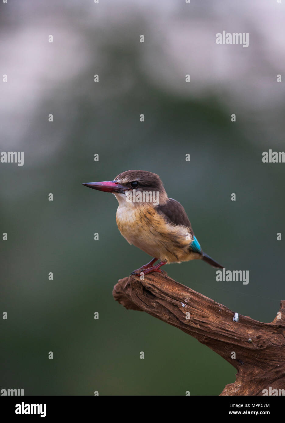Brownhooded Kingfisher on a branch Stock Photo Alamy