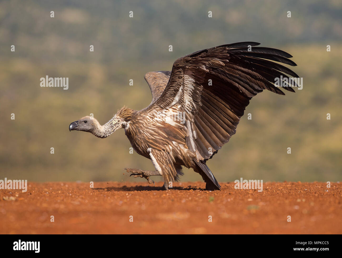 Whitebacked Vulture running Stock Photo Alamy