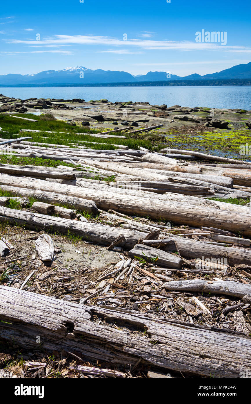 Flotsam driftwood on beach - Heron Rocks, Hornby Island, BC, Canada. Stock Photo