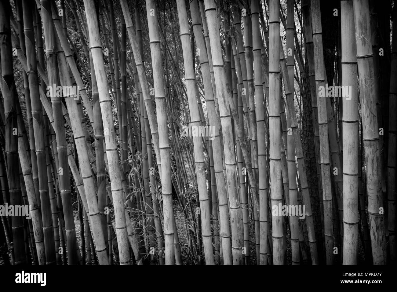 Bamboo in garden Black and White Stock Photos & Images - Alamy