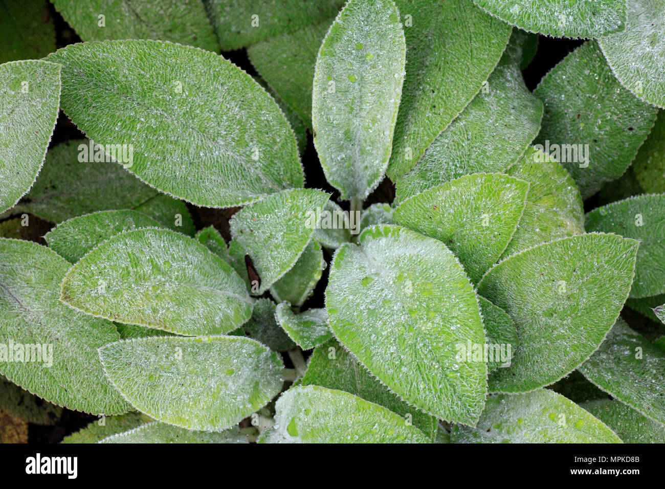 Lambs ear Stachys byzantina plant Stock Photo Alamy