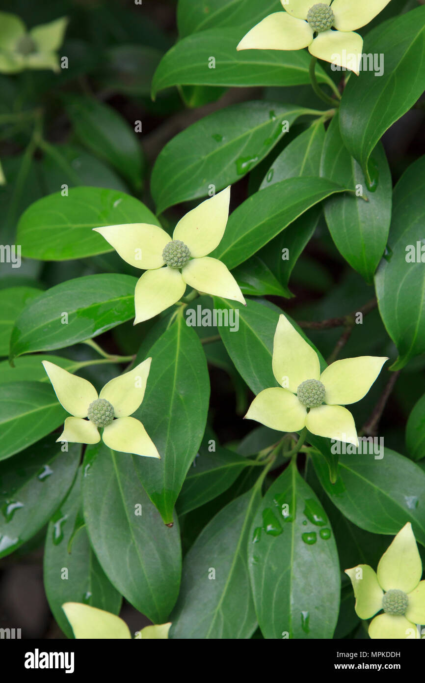 Flowering Empress of China Chinese Evergreen Dogwood Stock Photo Alamy