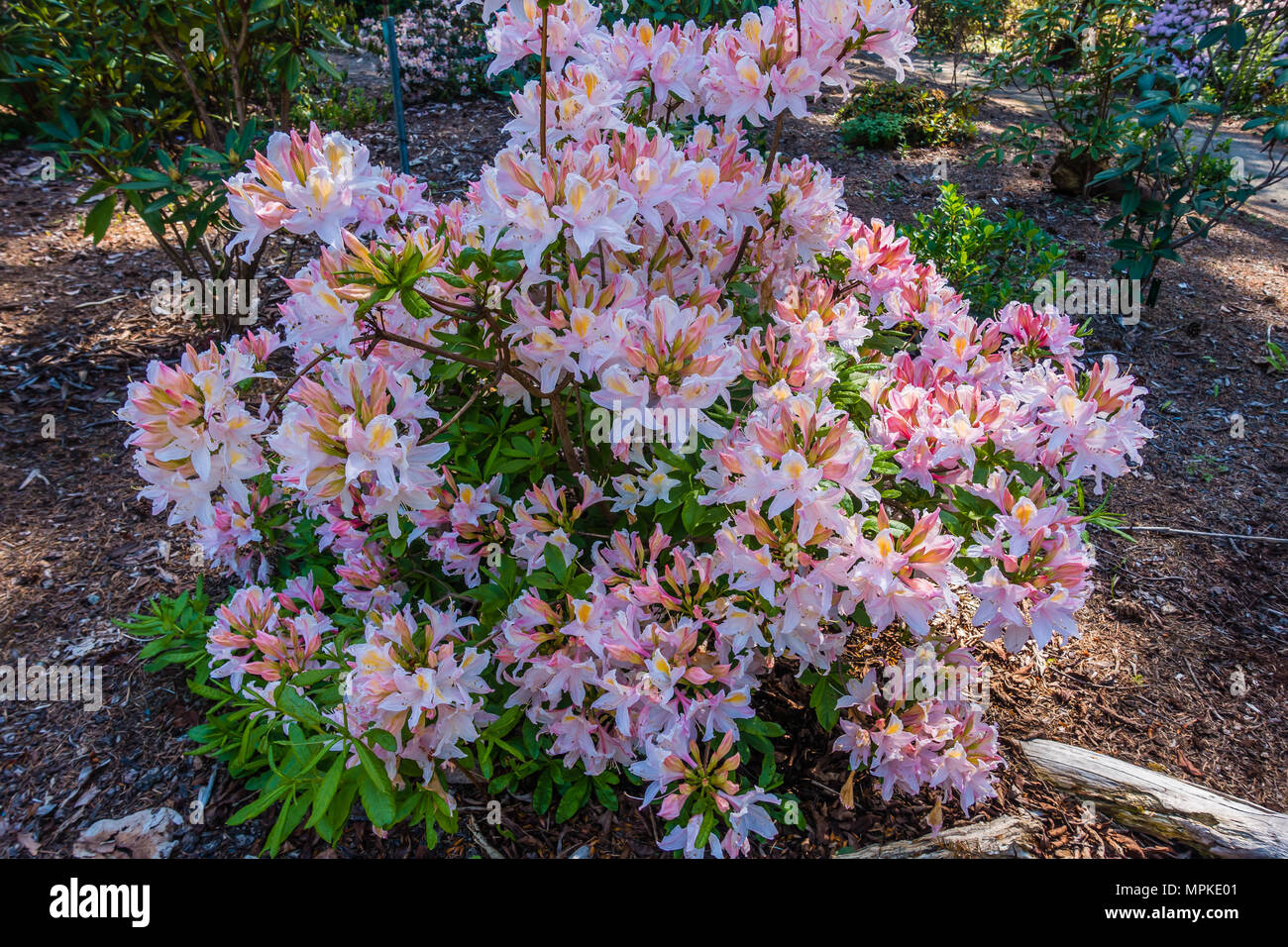 Macro shot of brilliant pink  Rhododendron flowers. Stock Photo