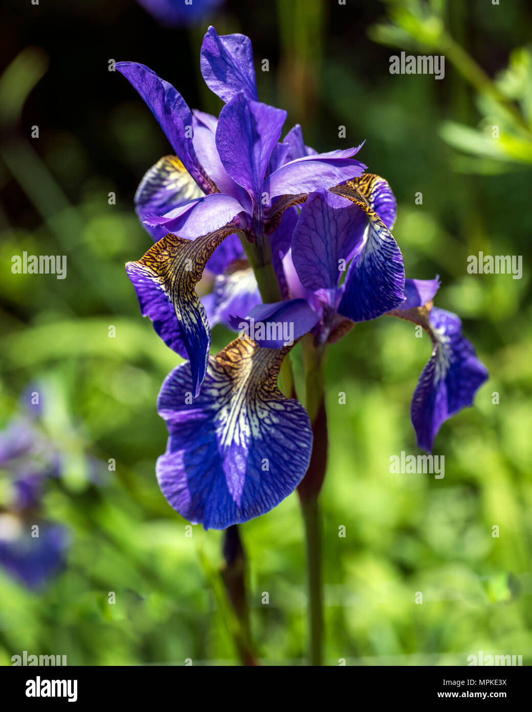 Flower poster Closeup of blue and purple Iris flowers in bright