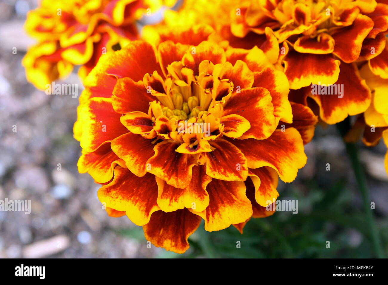 Bright Orange Flowers In Full Bloom Stock Photo Alamy
