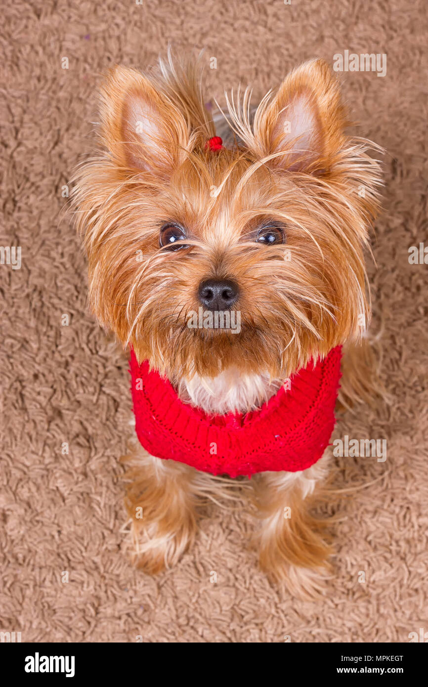 red yorkshire terrier