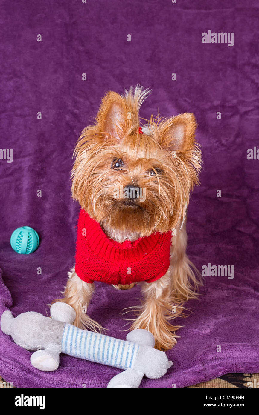 Yorkshire terrier with his dog toys on a purple background Stock Photo