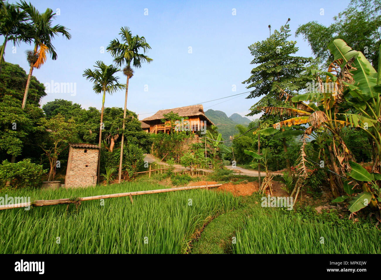 Paddy field and house in Vietnam Stock Photo