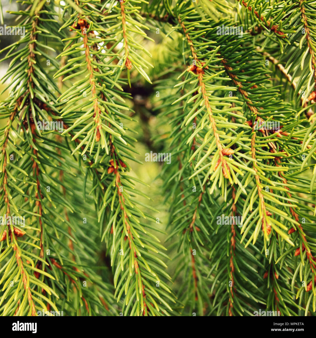 Green prickly branches of a furtree or Aged photo. Close up