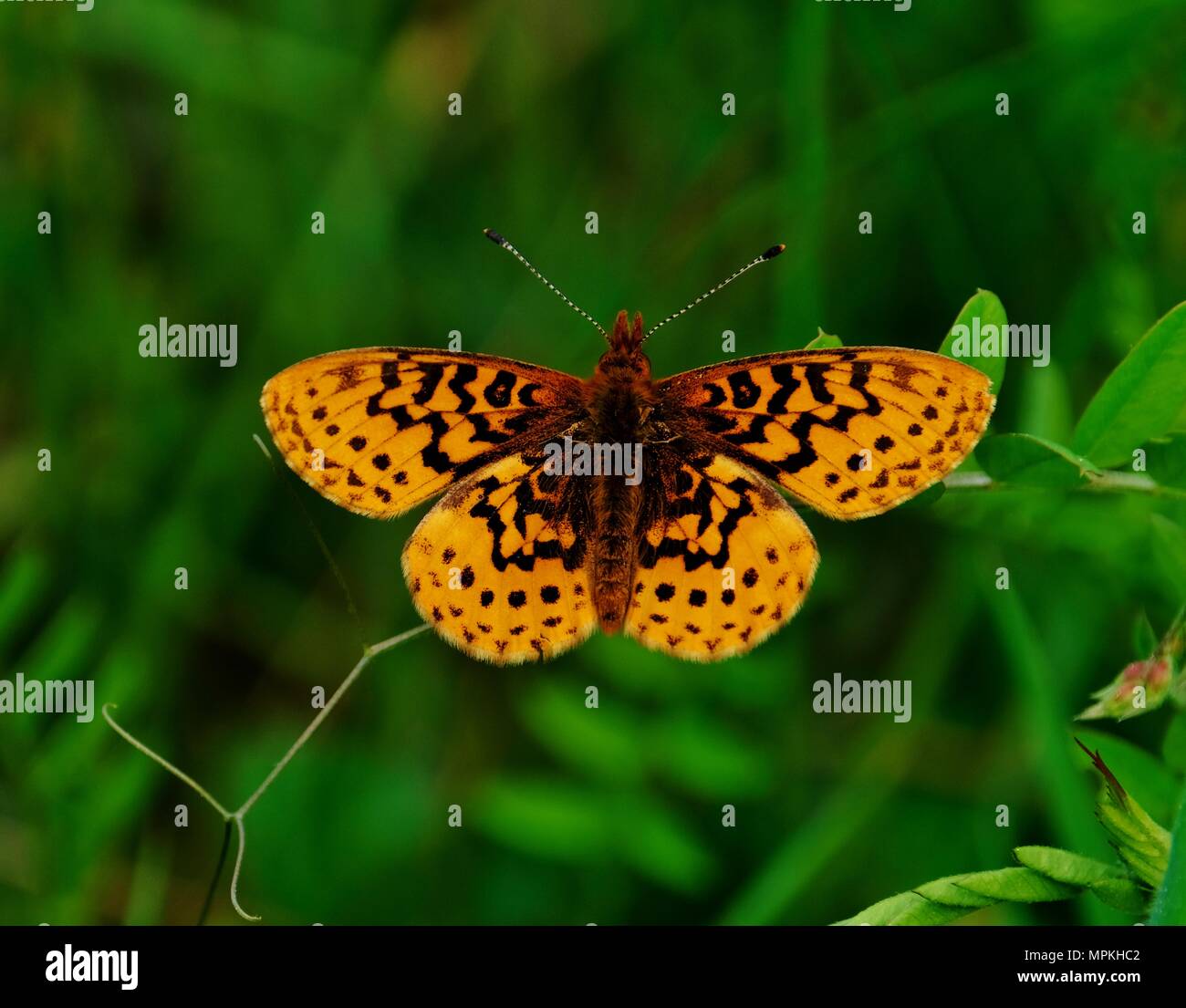 Meadow butterfly at spring Stock Photo