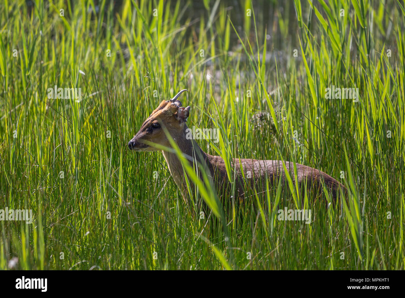 Muntjac deer in a reed bed at RSPB Fowlmere Stock Photo