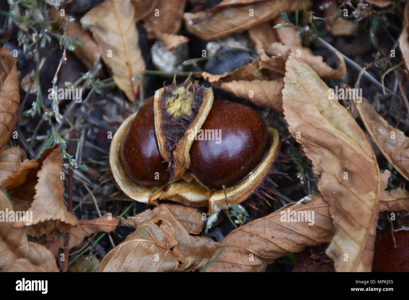 Chestnut on the ground Stock Photo