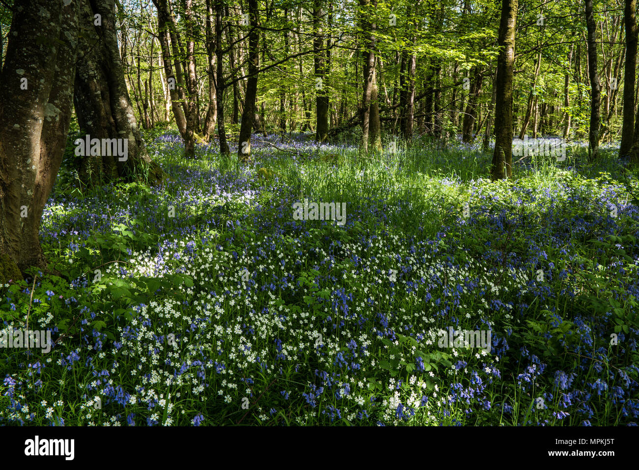 Bluebells in a North Wales wood with sun rays from the rising sun silhouetting the trees. Stock Photo