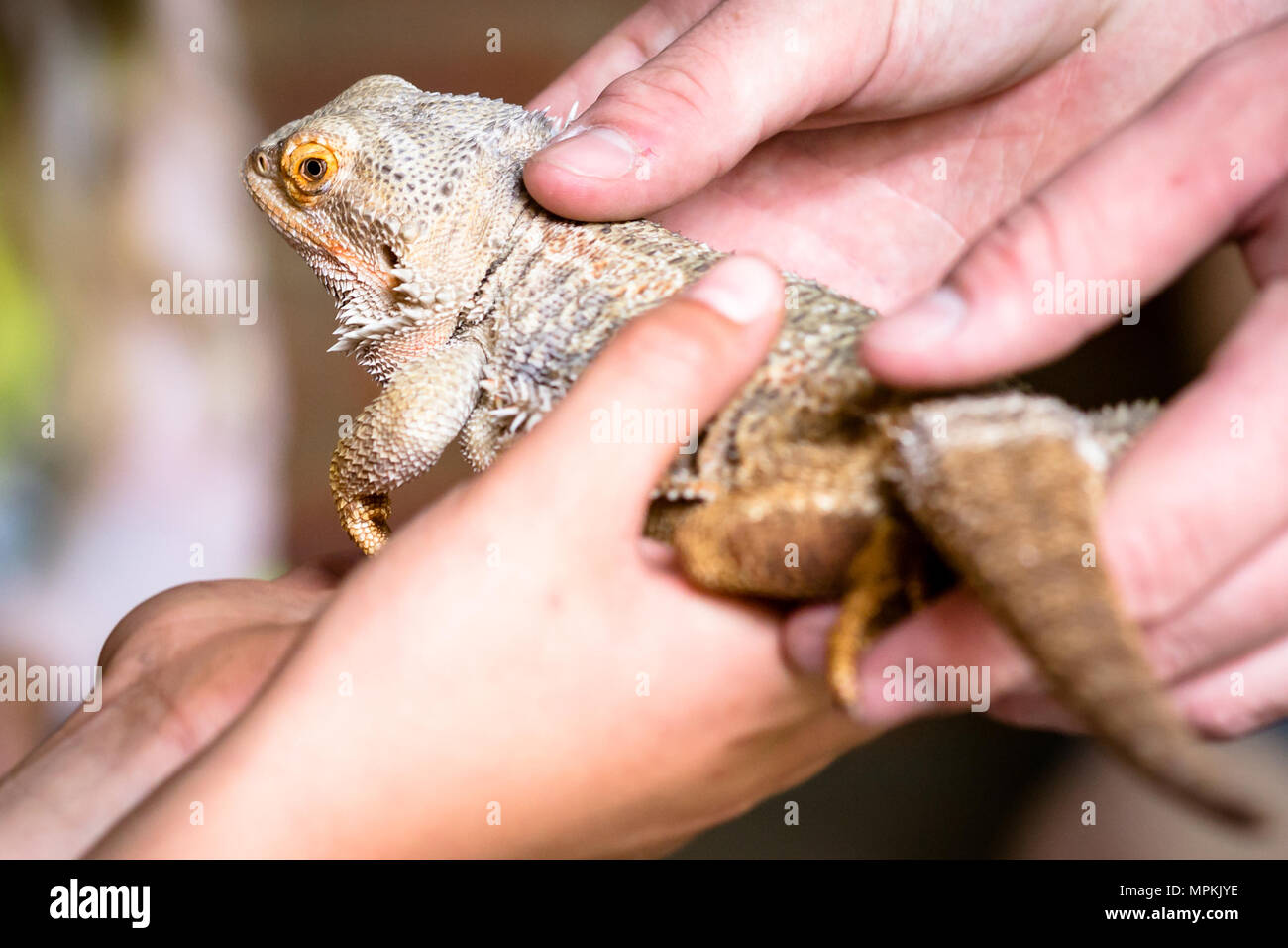Bearded dragon zoo hires stock photography and images Alamy